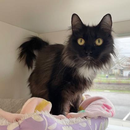 Enlarge Cher, a Adoptable mixed breed in Wheaton, IL image 2/2