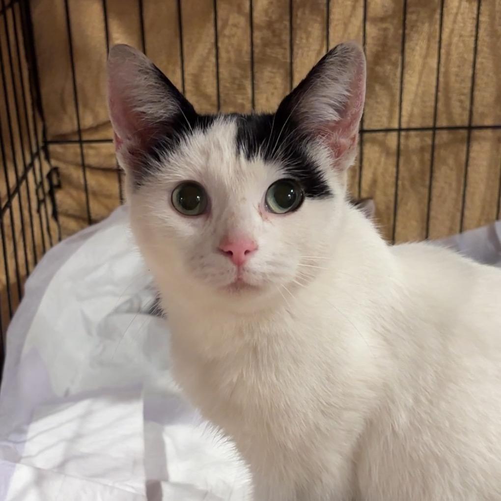 Enlarge Kimmie, a Adoptable Domestic Short Hair in Monroe, MI image 2/2