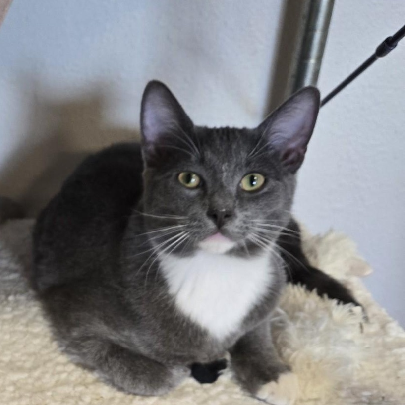 Enlarge Toulouse , a ADOPTABLE mixed breed in Eureka, CA image 1/1