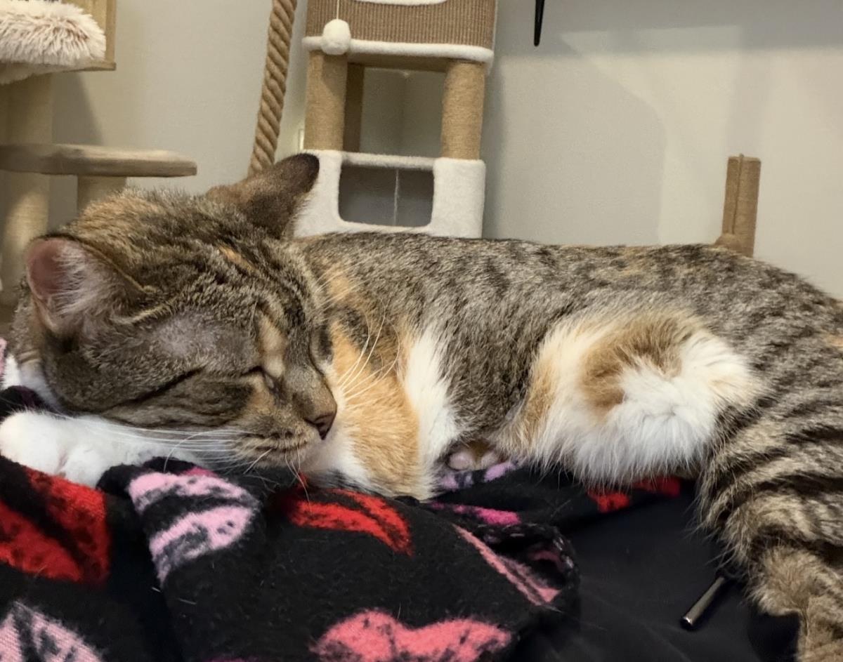 Calie Jorn, Adoptable, Adult Female Calico & Extra-Toes Cat / Hemingway Polydactyl.