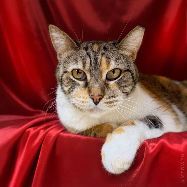 Enlarge Calie Jorn, a Adoptable mixed breed in Chandler, AZ image 3/3