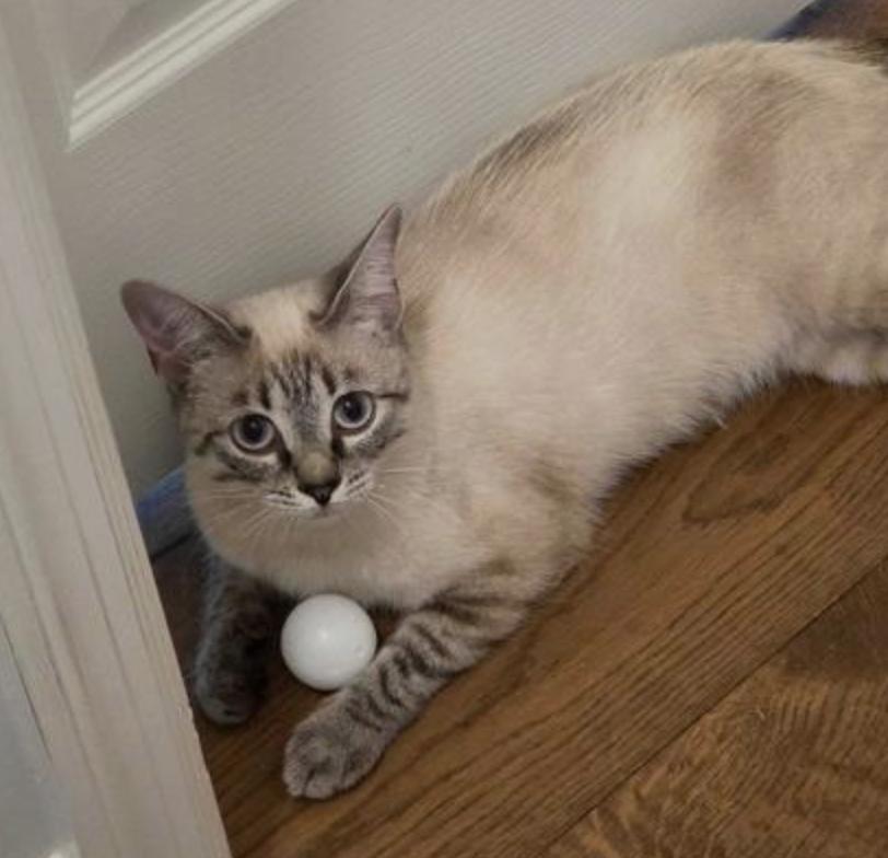 Enlarge Laundry Basket, an adopted Siamese in Marshall, NC image 1/1