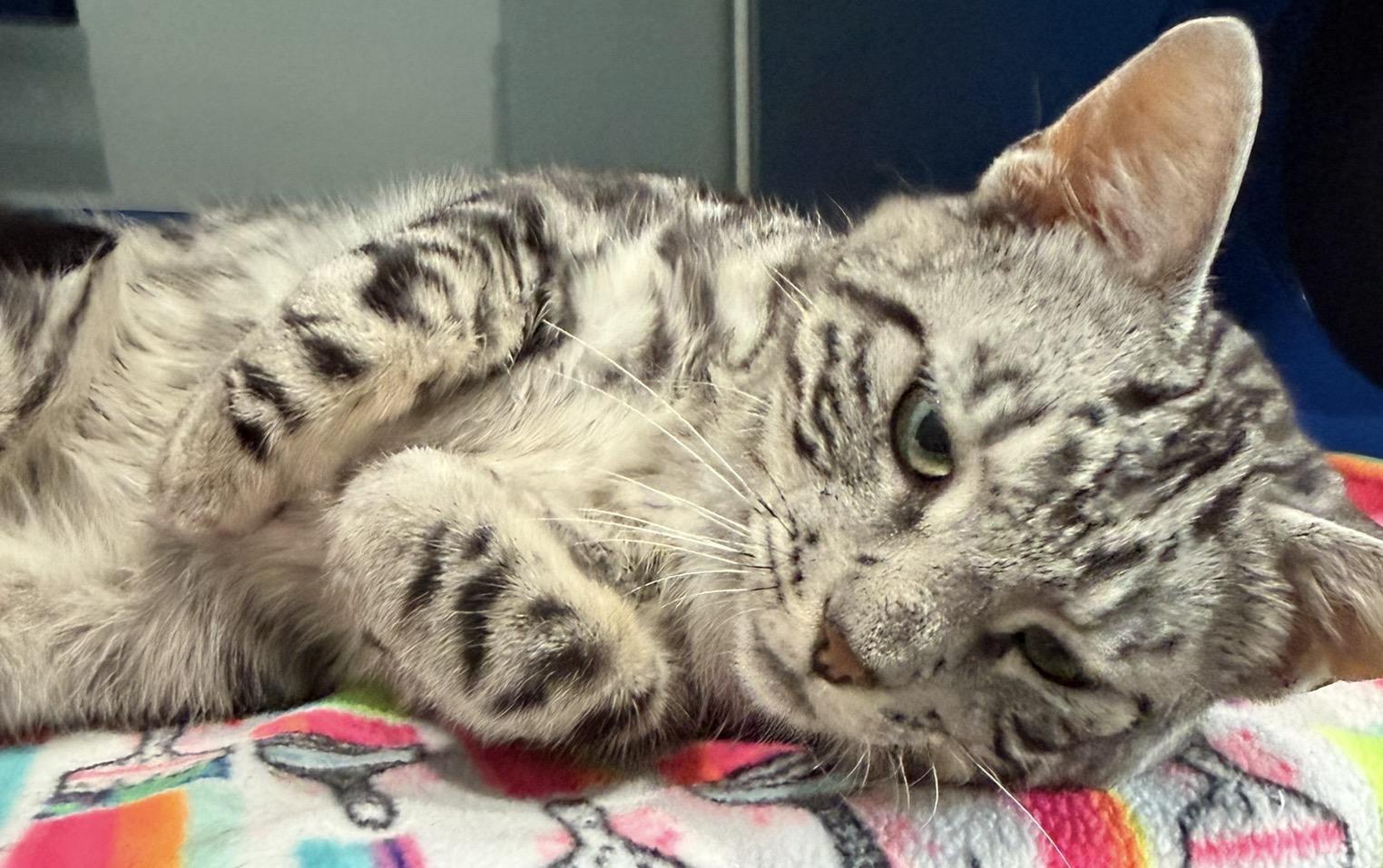 Enlarge Friday, an adopted Domestic Short Hair in Sault Sainte Marie, MI image 4/4