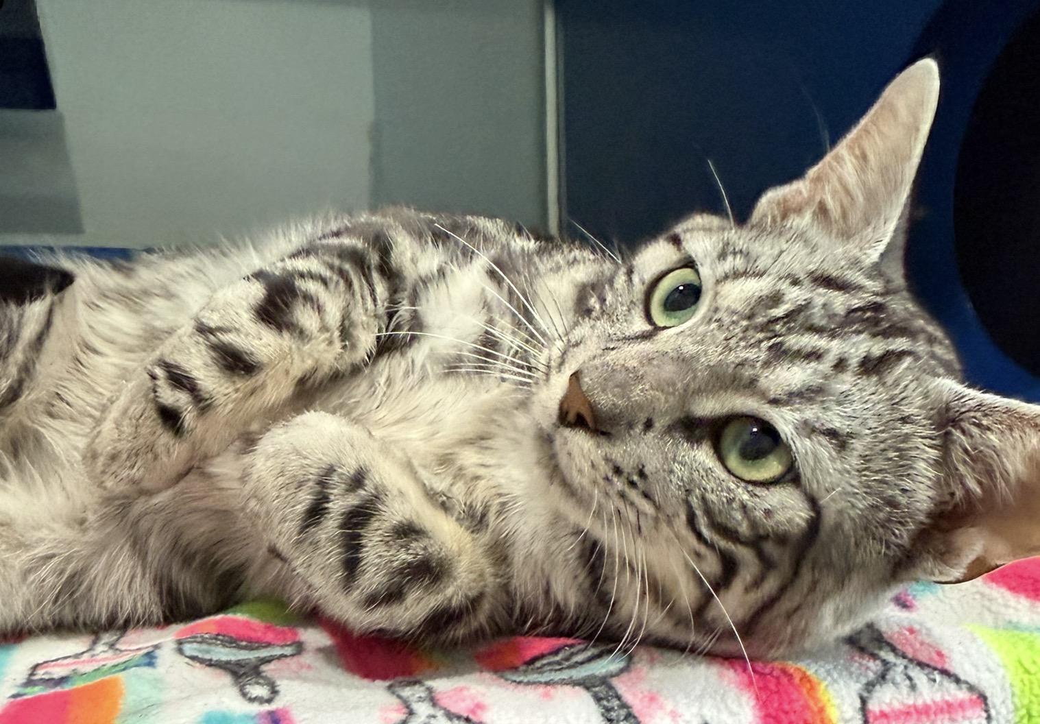 Enlarge Friday, an adopted Domestic Short Hair in Sault Sainte Marie, MI image 2/4
