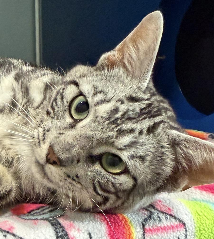 Enlarge Friday, an adopted Domestic Short Hair in Sault Sainte Marie, MI image 3/4