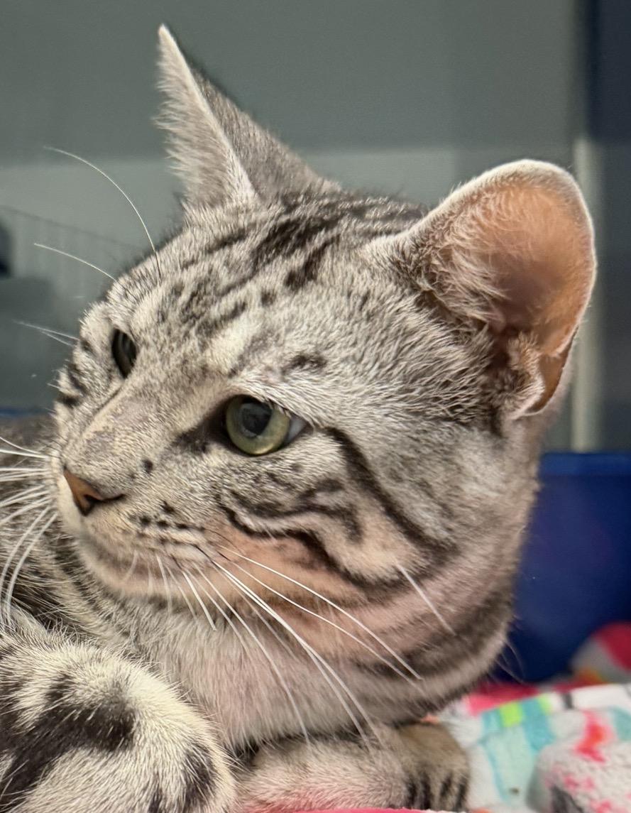 Friday, adopted, Young Male Domestic Short Hair.