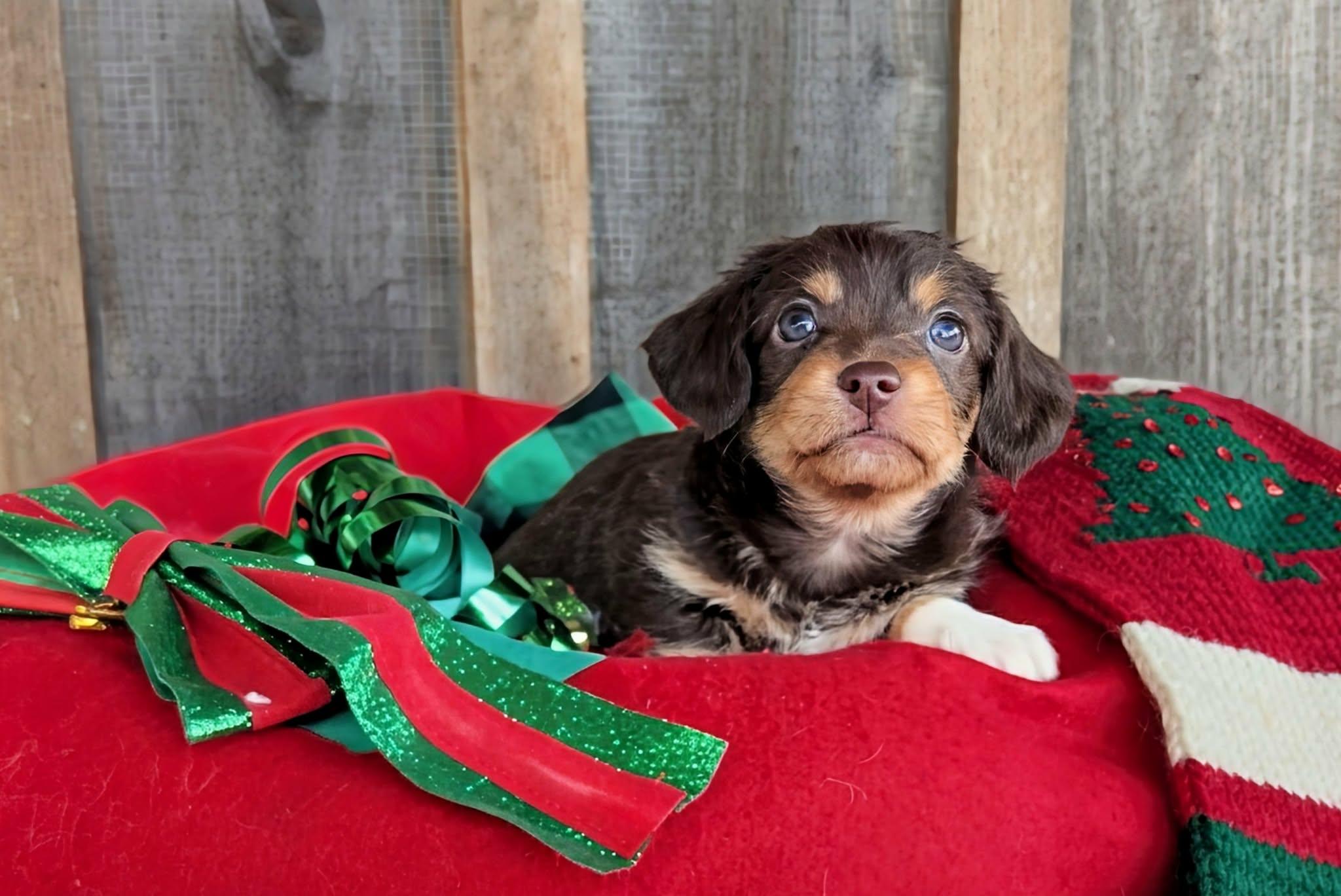 Terra, Adopted, Young Female Chihuahua & Dachshund.