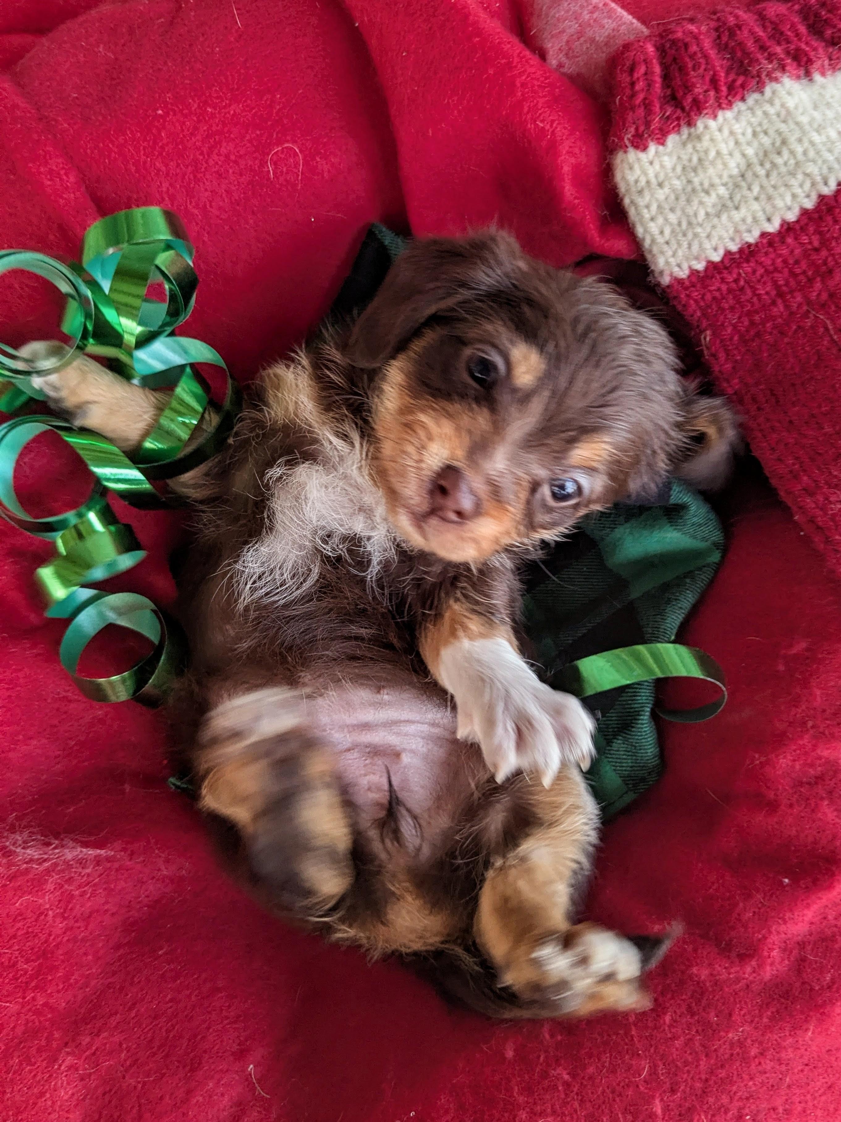 Terra, a Adopted mixed breed in Richmond, KY image 2/4