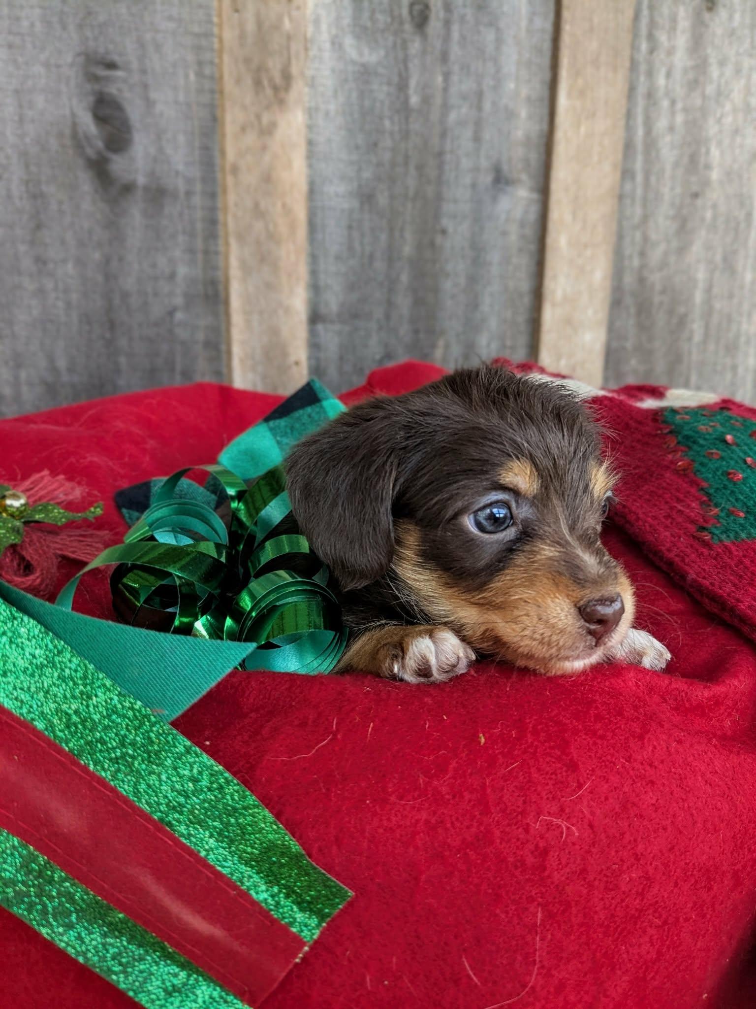 Terra, a Adopted mixed breed in Richmond, KY image 3/4
