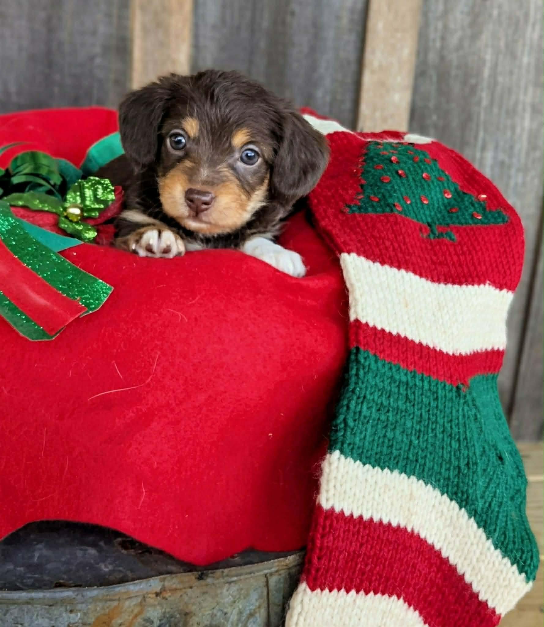 Terra, a Adopted mixed breed in Richmond, KY image 4/4