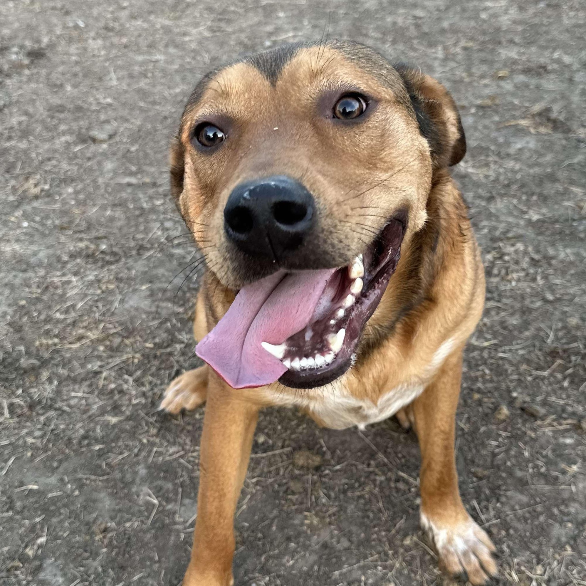 Butter Bean, a Adoptable mixed breed in Linthicum Heights, MD image 2/6