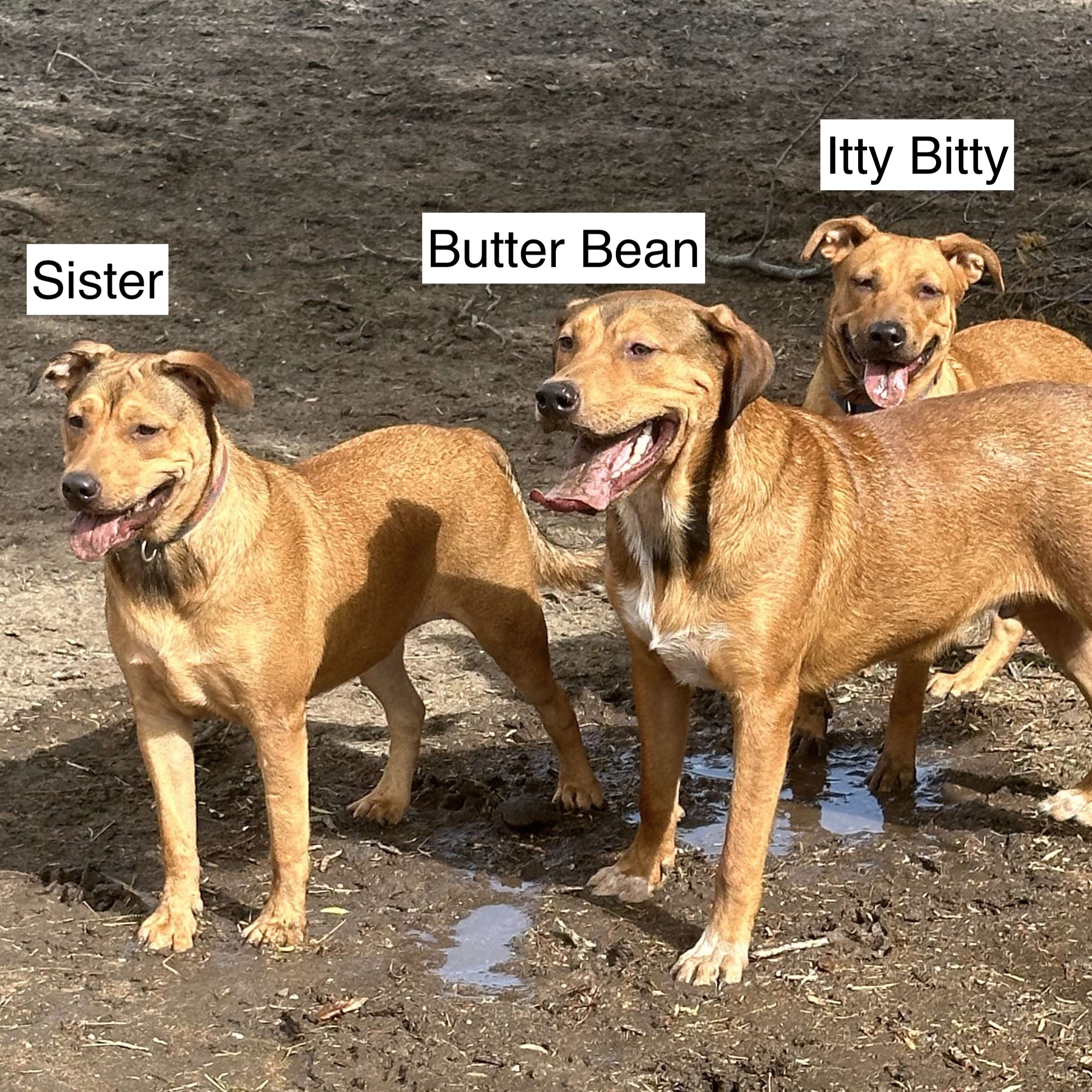Butter Bean, a Adoptable mixed breed in Linthicum Heights, MD image 6/6