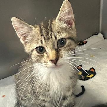 Junior, Adoptable, Kitten Male Domestic Short Hair.
