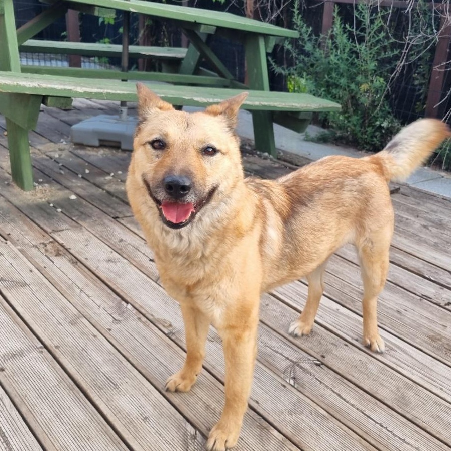Enlarge JENNY', a Adoptable mixed breed in Springfield, VA image 2/6