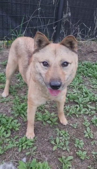 Enlarge JENNY', a Adoptable mixed breed in Springfield, VA video 6/6