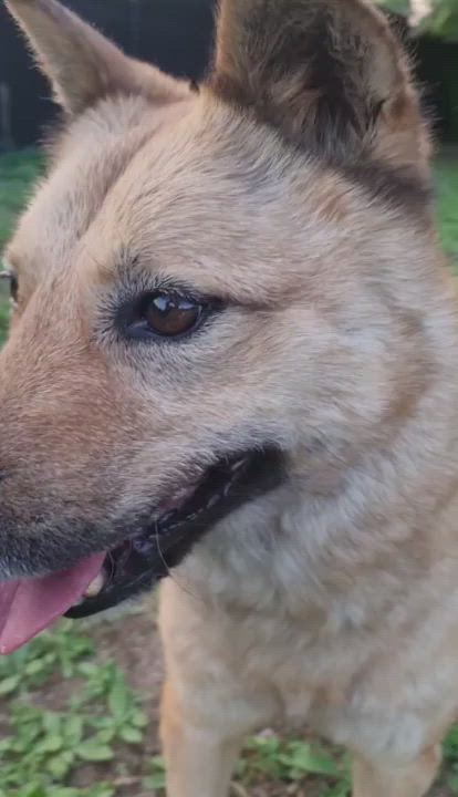 Enlarge JENNY', a Adoptable mixed breed in Springfield, VA video 1/6