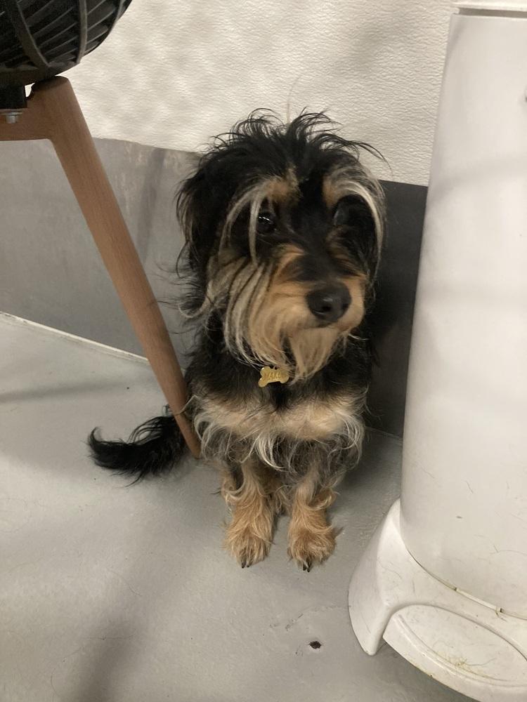 Makoa #0797, a Adoptable Terrier in Studio City, CA image 2/3