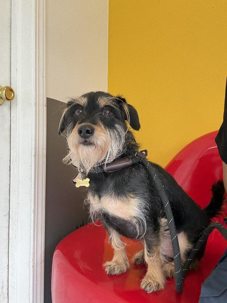 Enlarge Makoa #0797, a Adoptable Terrier in Studio City, CA image 3/5