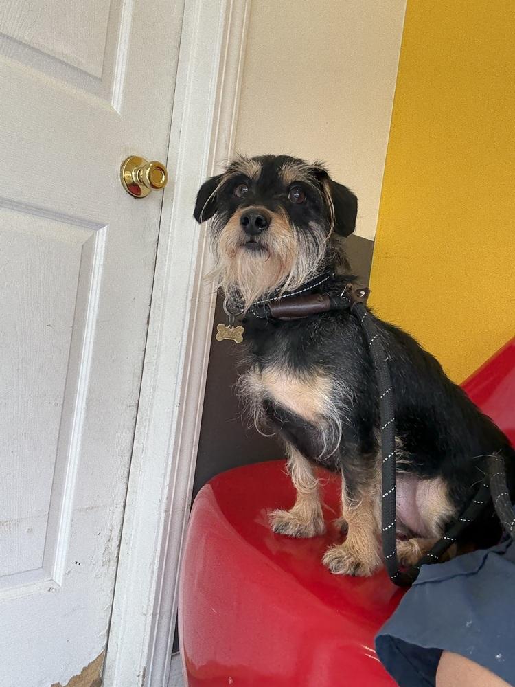 Enlarge Makoa #0797, a Adoptable Terrier in Studio City, CA image 5/5