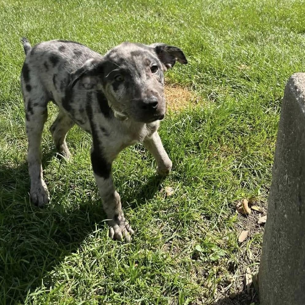 Louie, Adoptable, Young Male Catahoula Leopard Dog & Mixed Breed.