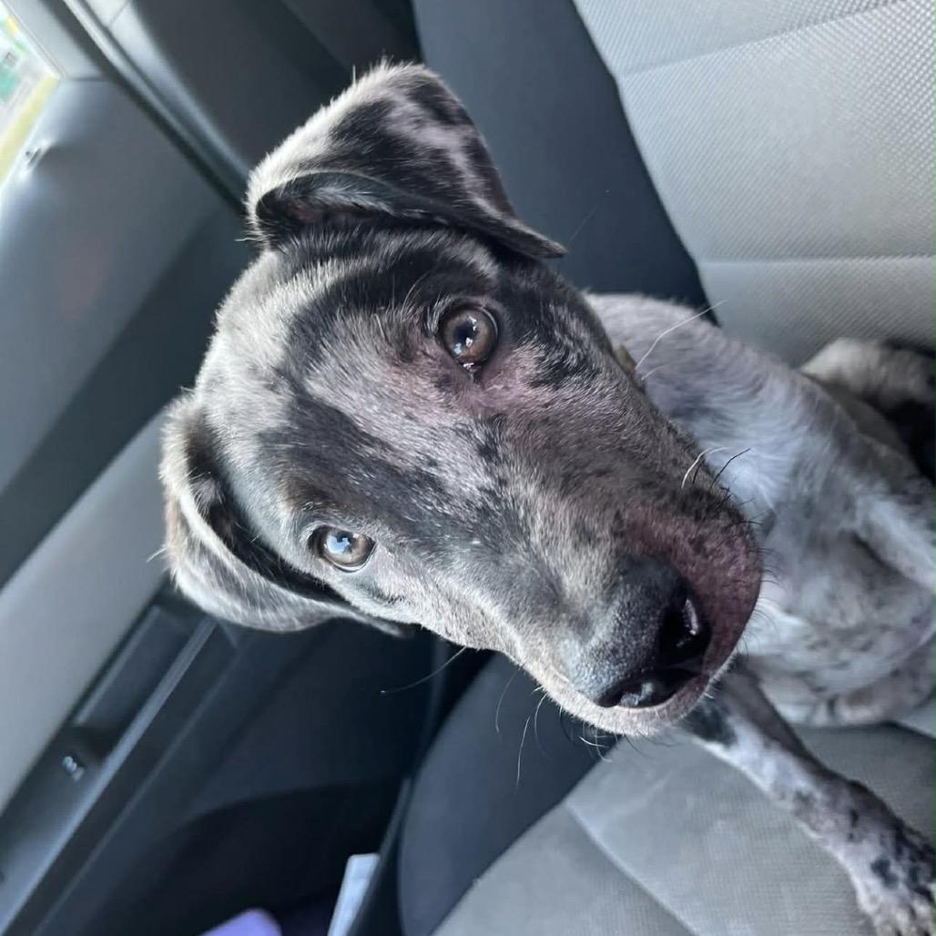 Louie, a Adoptable mixed breed in Kokomo, IN image 2/3