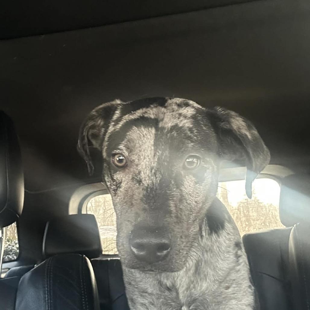 Louie, a Adoptable mixed breed in Kokomo, IN image 3/3