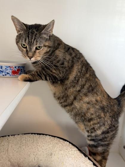 Enlarge Toni, a Adoptable mixed breed in Divide, CO image 1/3