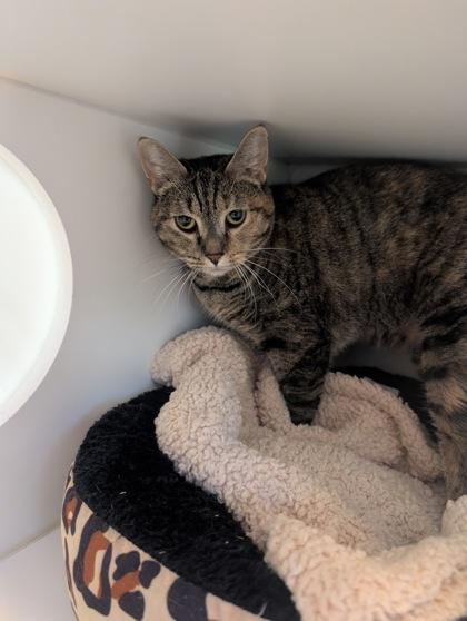 Toni, Adoptable, Adult Female Domestic Short Hair & Domestic Short Hair.