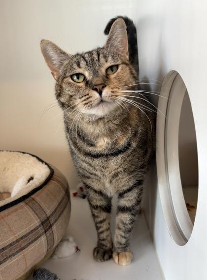 Enlarge Toni, a Adoptable mixed breed in Divide, CO image 3/3
