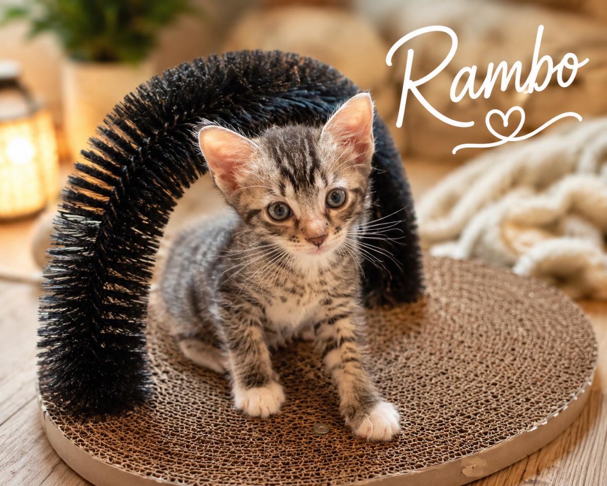 Rambo, a Adoptable mixed breed in St. Augustine, FL image 3/3