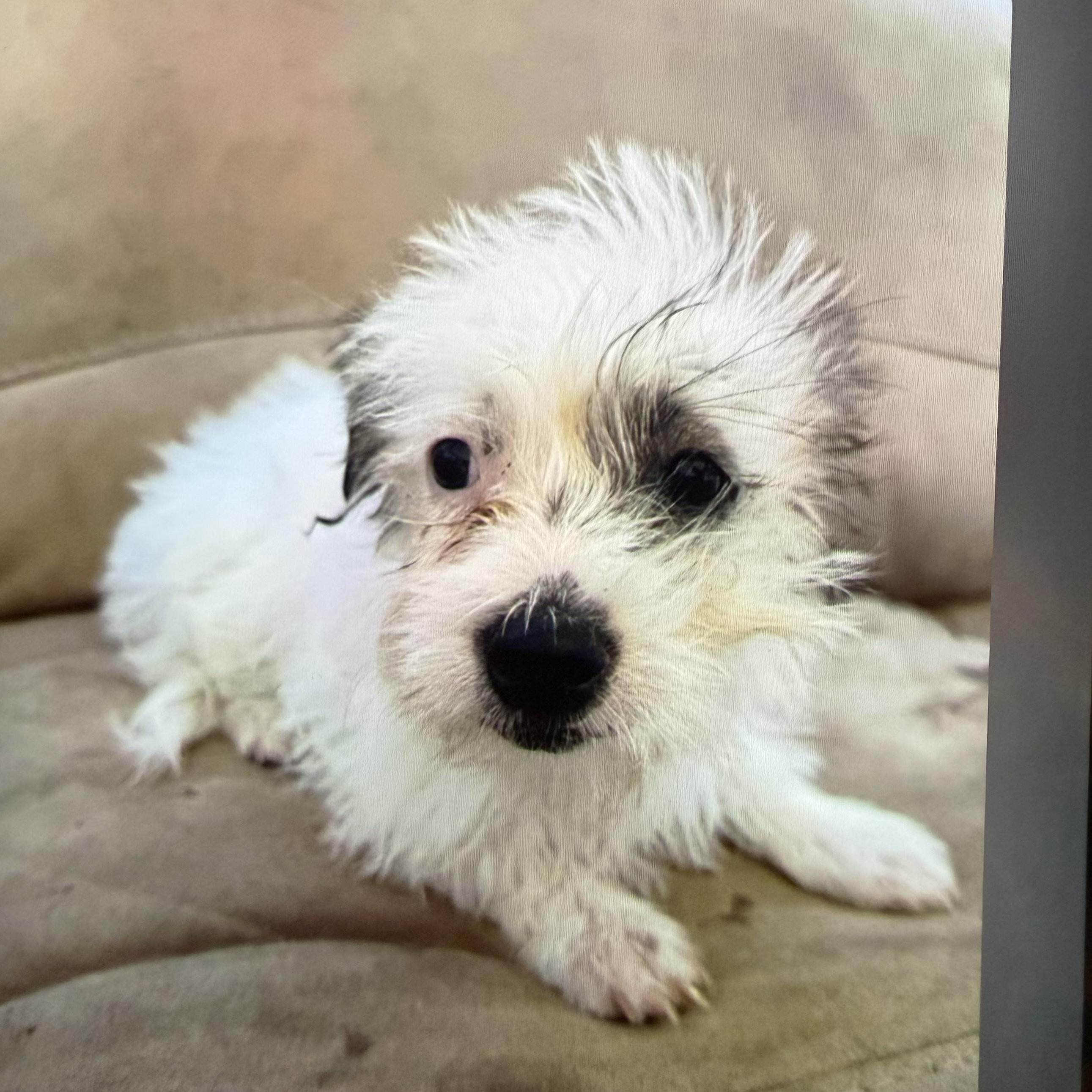 Coconut, an adopted mixed breed in Redlands , CA image 1/3