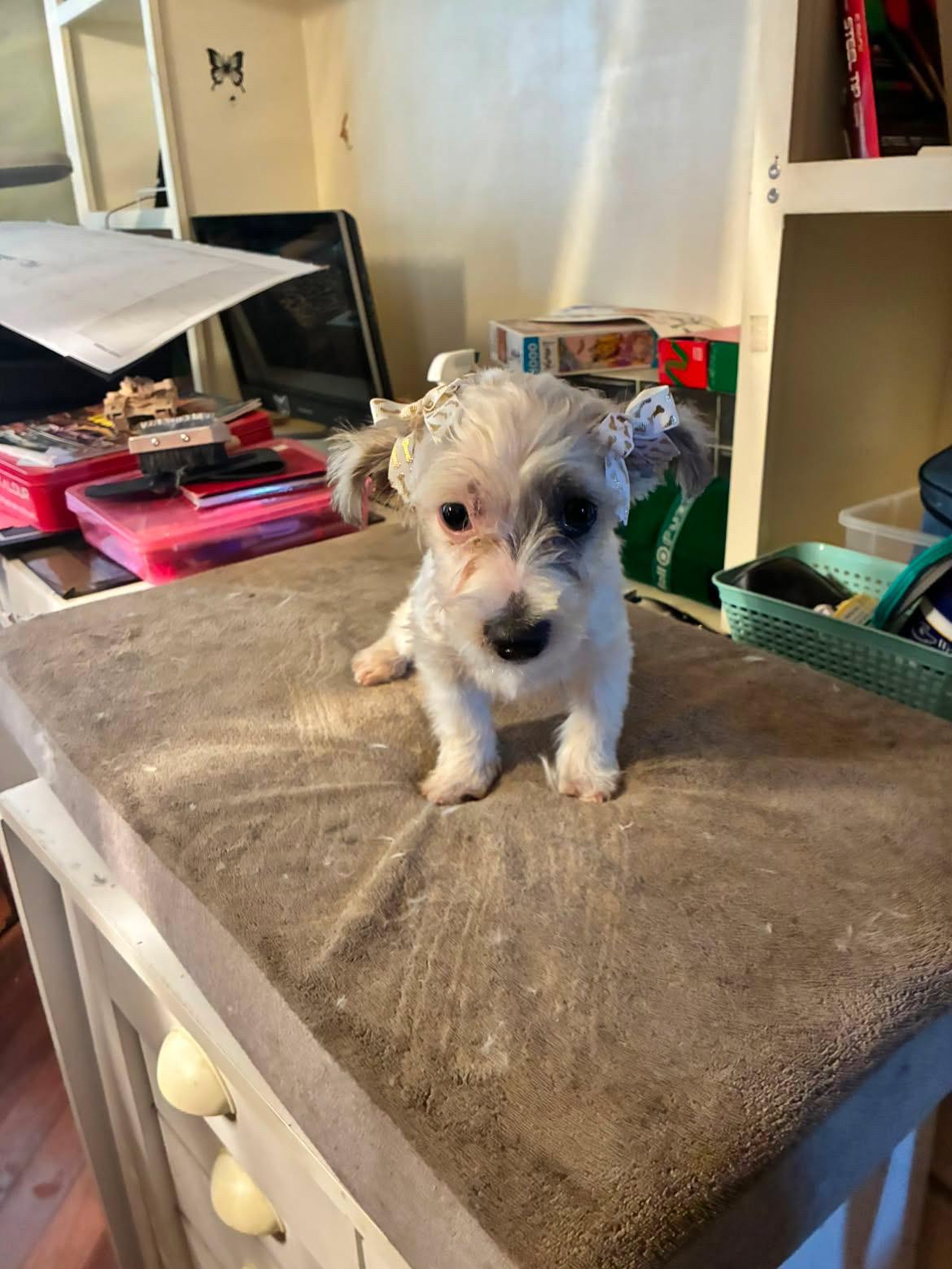 Coconut, an adopted mixed breed in Redlands , CA image 3/3
