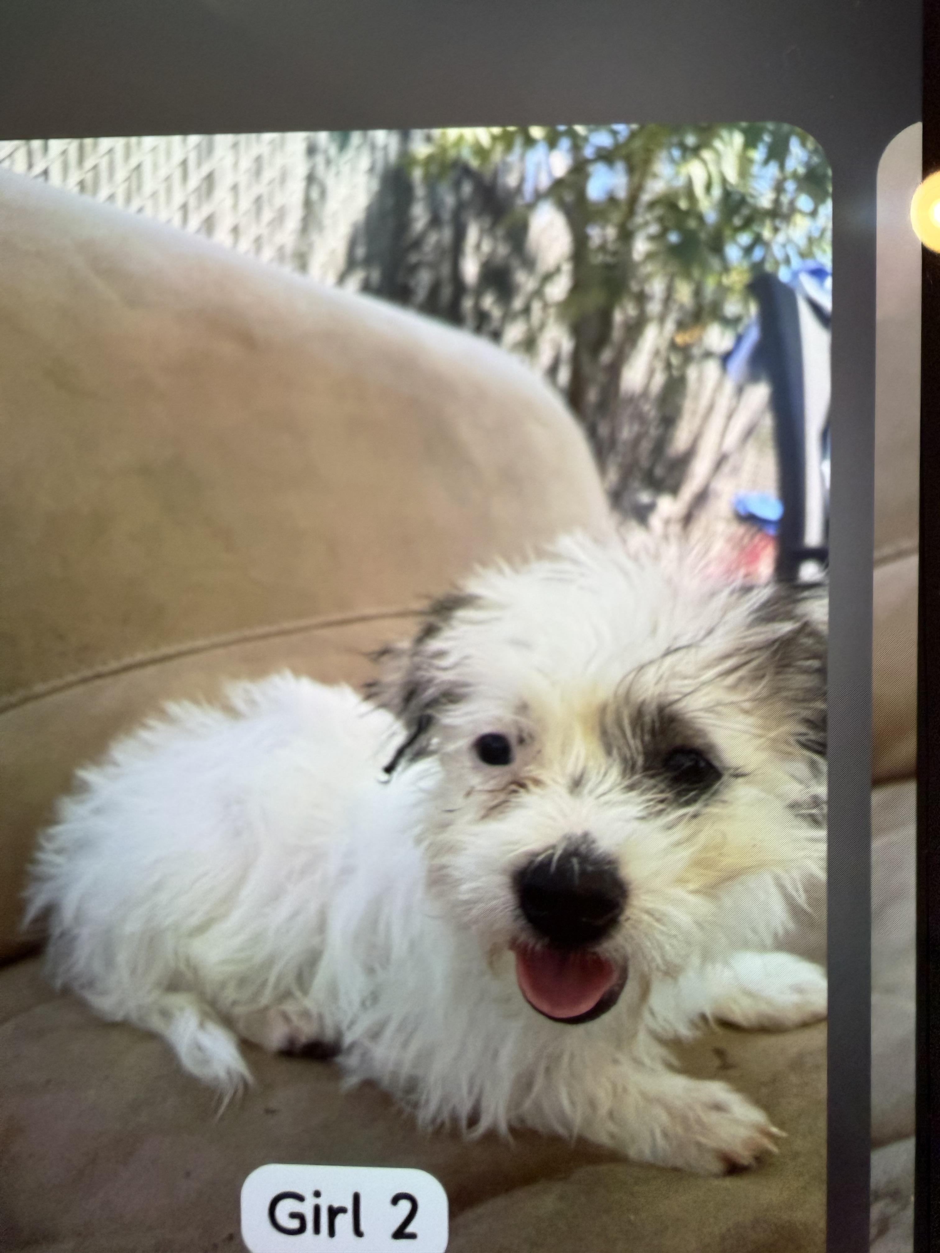 Coconut, an adopted mixed breed in Redlands , CA image 2/3