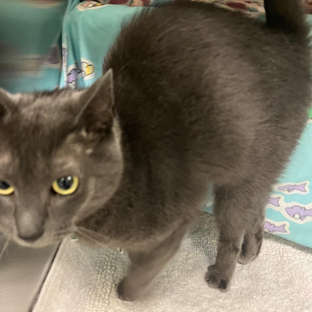 Margie, Adoptable, Adult Female Domestic Short Hair.