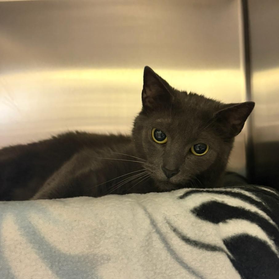 Enlarge Margie, a Adoptable Domestic Short Hair in Charlottesville, VA image 2/6