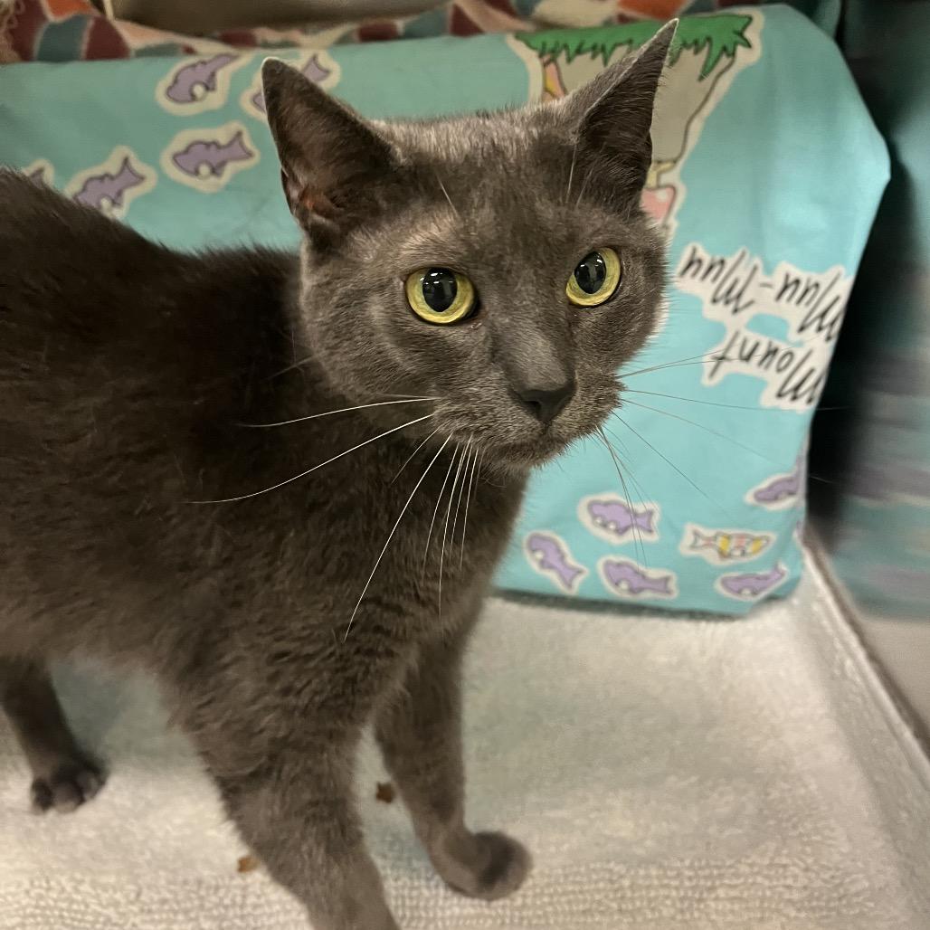Enlarge Margie, a Adoptable Domestic Short Hair in Charlottesville, VA image 3/6