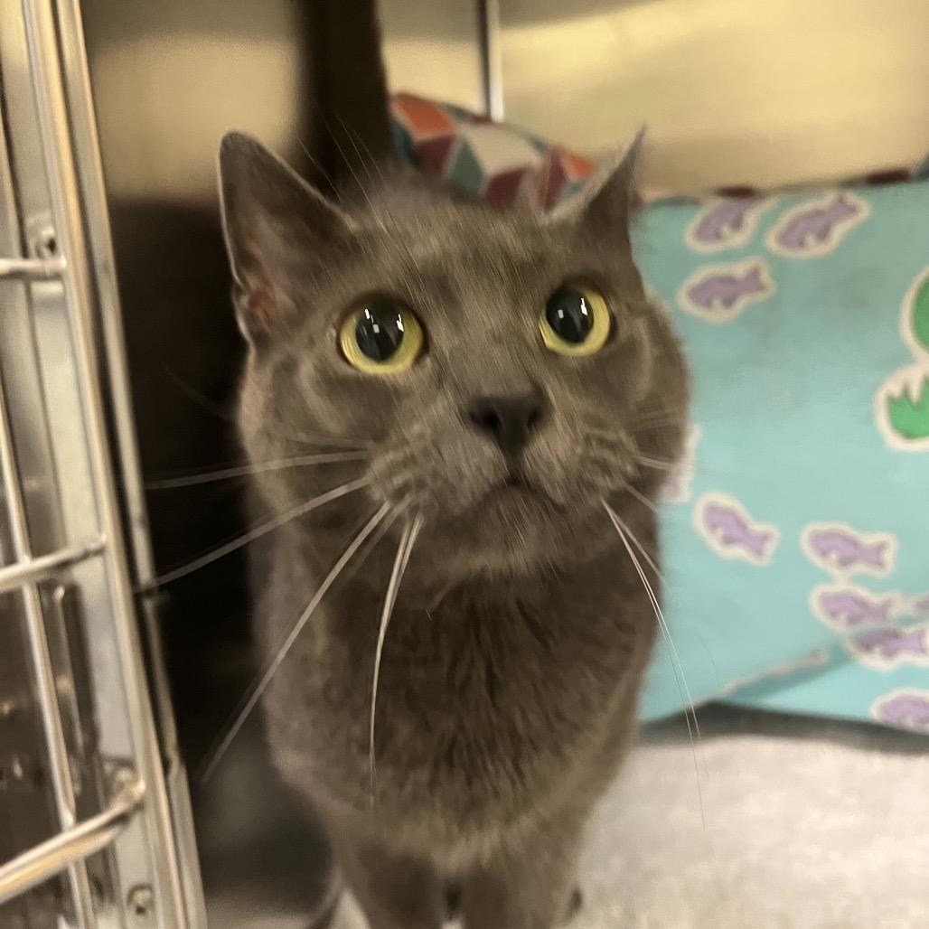 Enlarge Margie, a Adoptable Domestic Short Hair in Charlottesville, VA image 4/6