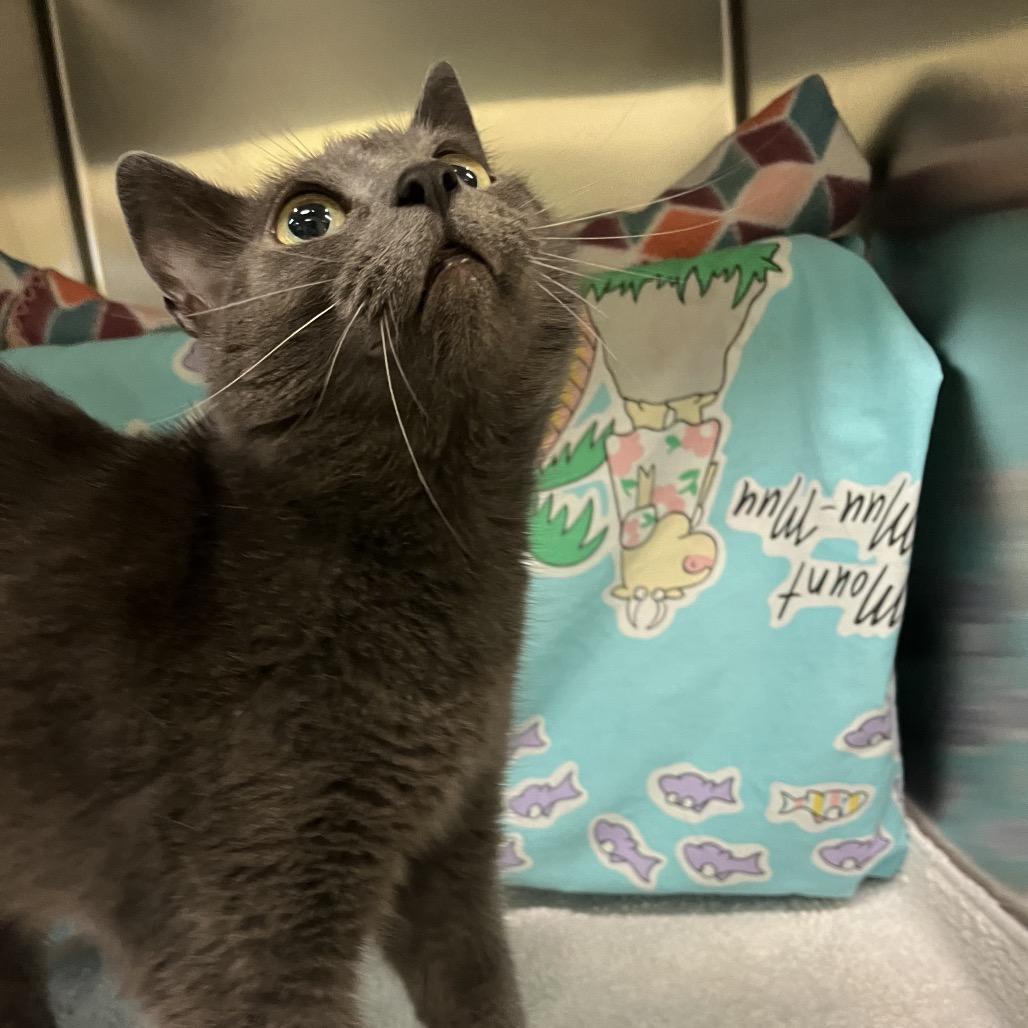 Enlarge Margie, a Adoptable Domestic Short Hair in Charlottesville, VA image 5/6