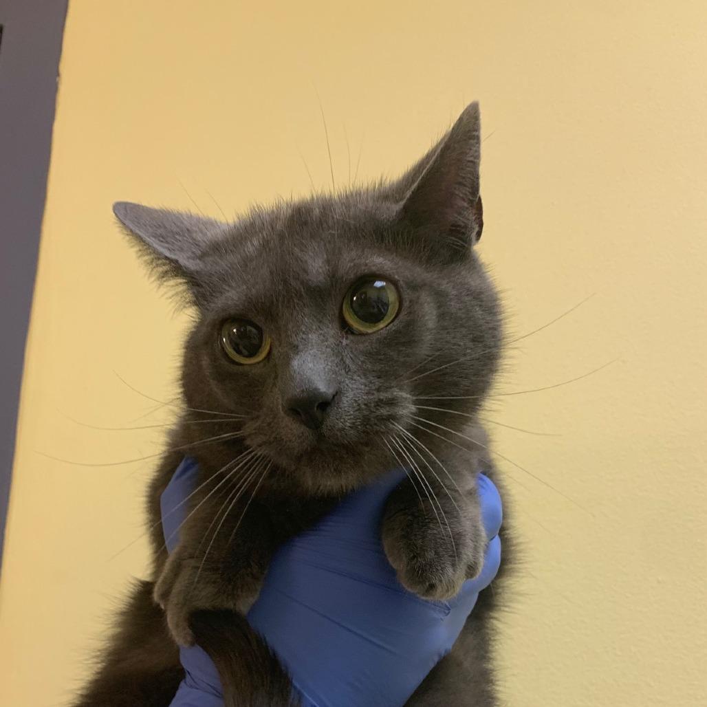 Enlarge Margie, a Adoptable Domestic Short Hair in Charlottesville, VA image 6/6
