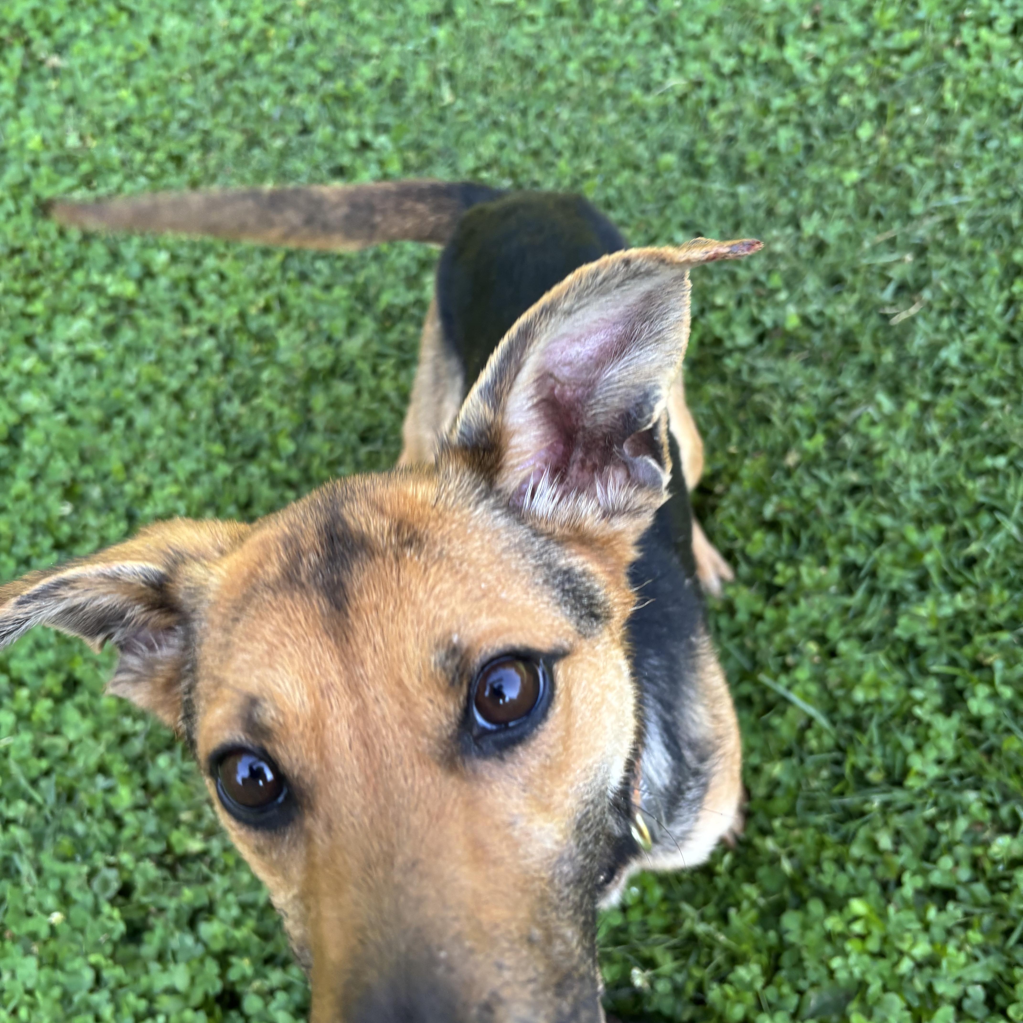 Mary, a ADOPTABLE mixed breed in Circleville, OH image 2/3