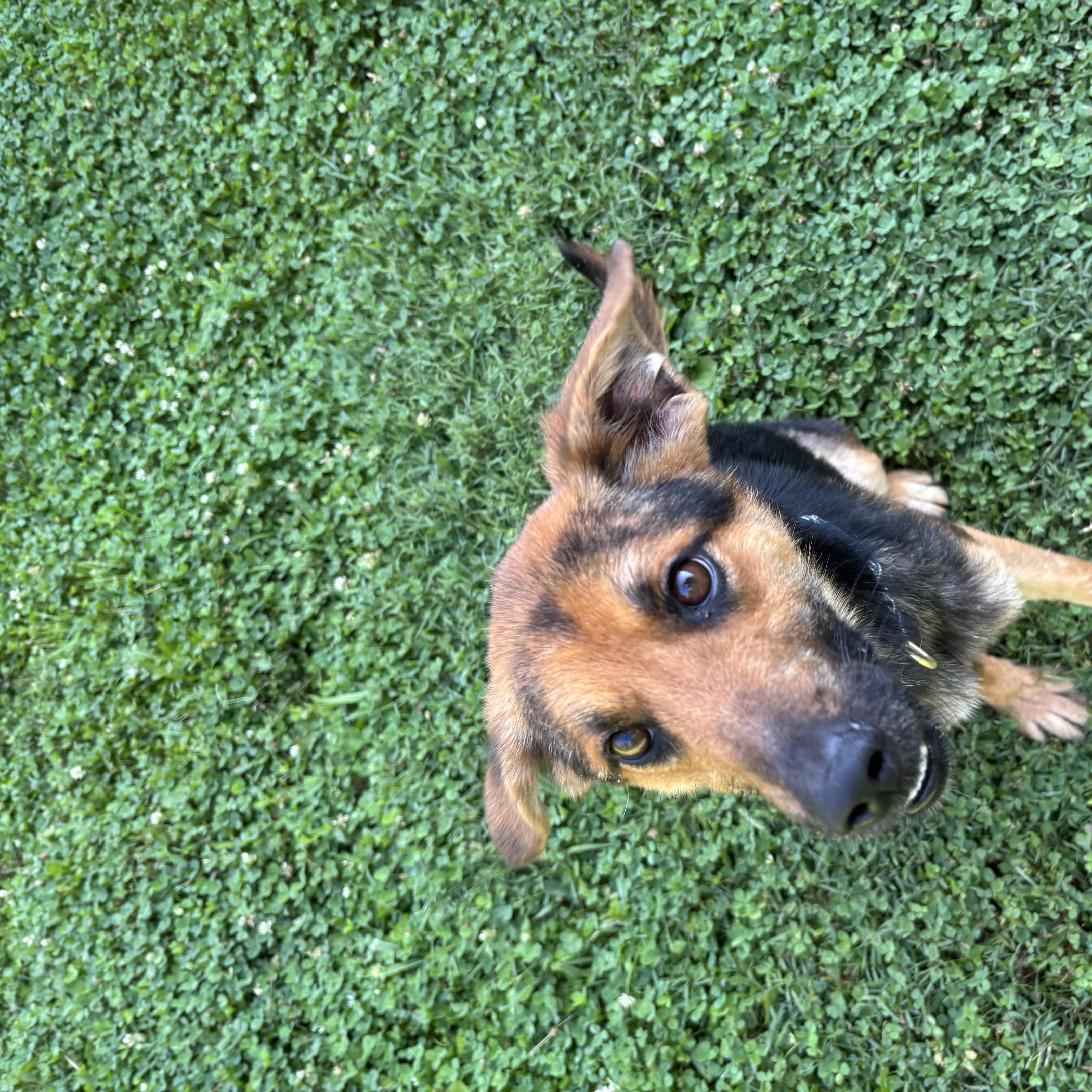 Mary, ADOPTABLE, Puppy Female Shepherd.