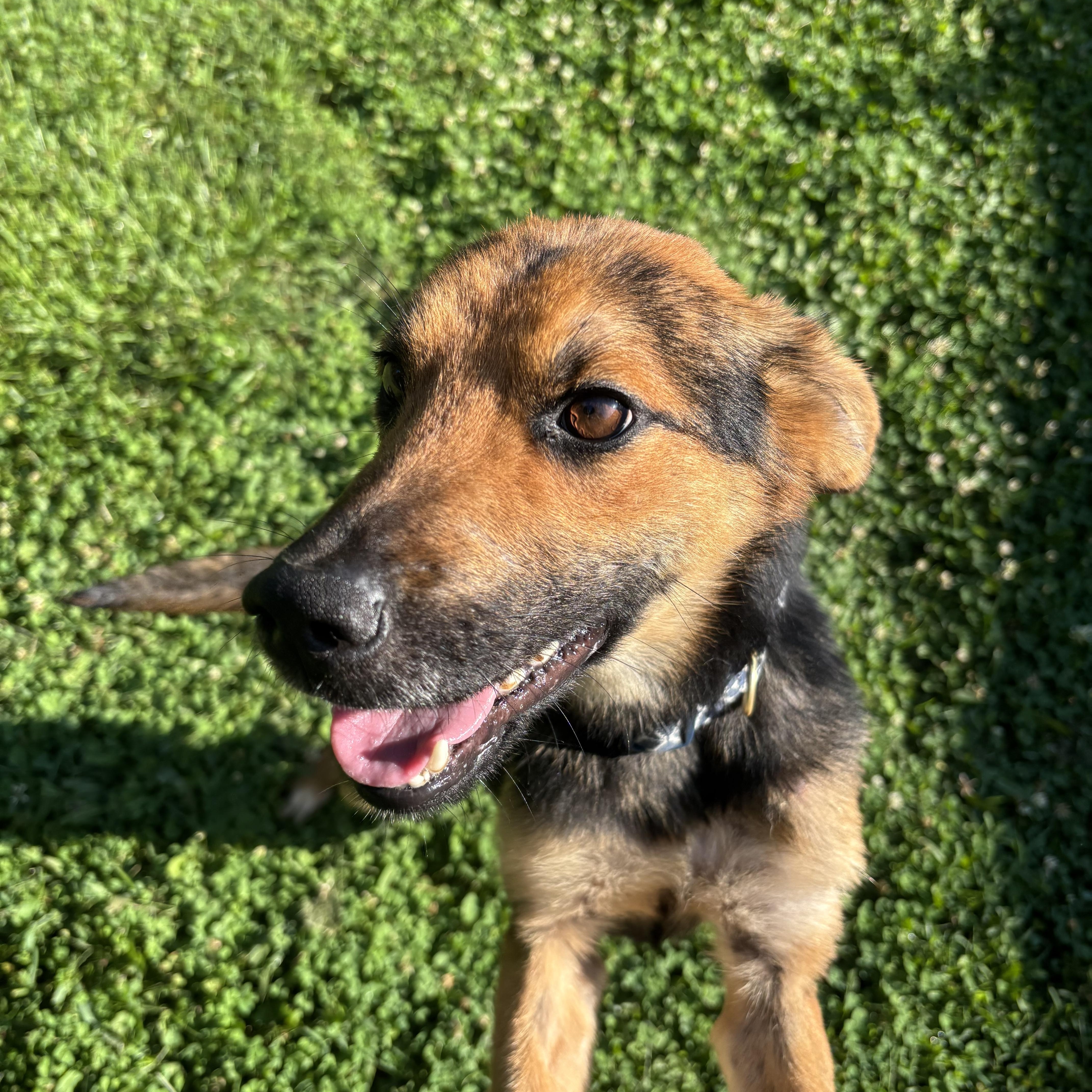 Mary, a ADOPTABLE mixed breed in Circleville, OH image 3/3