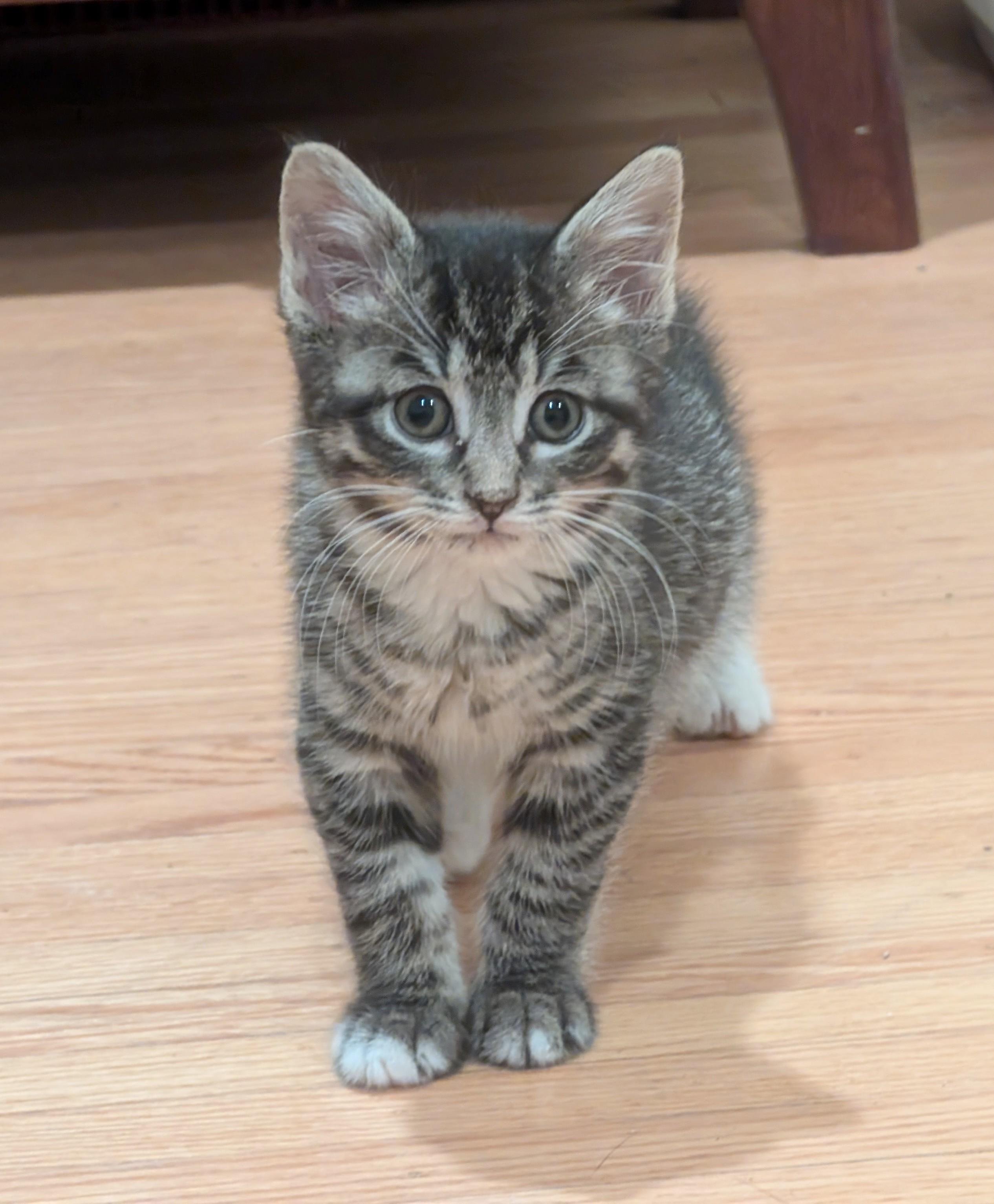 Enlarge Shaila, a ADOPTABLE American Shorthair in Rochester, NY image 2/3