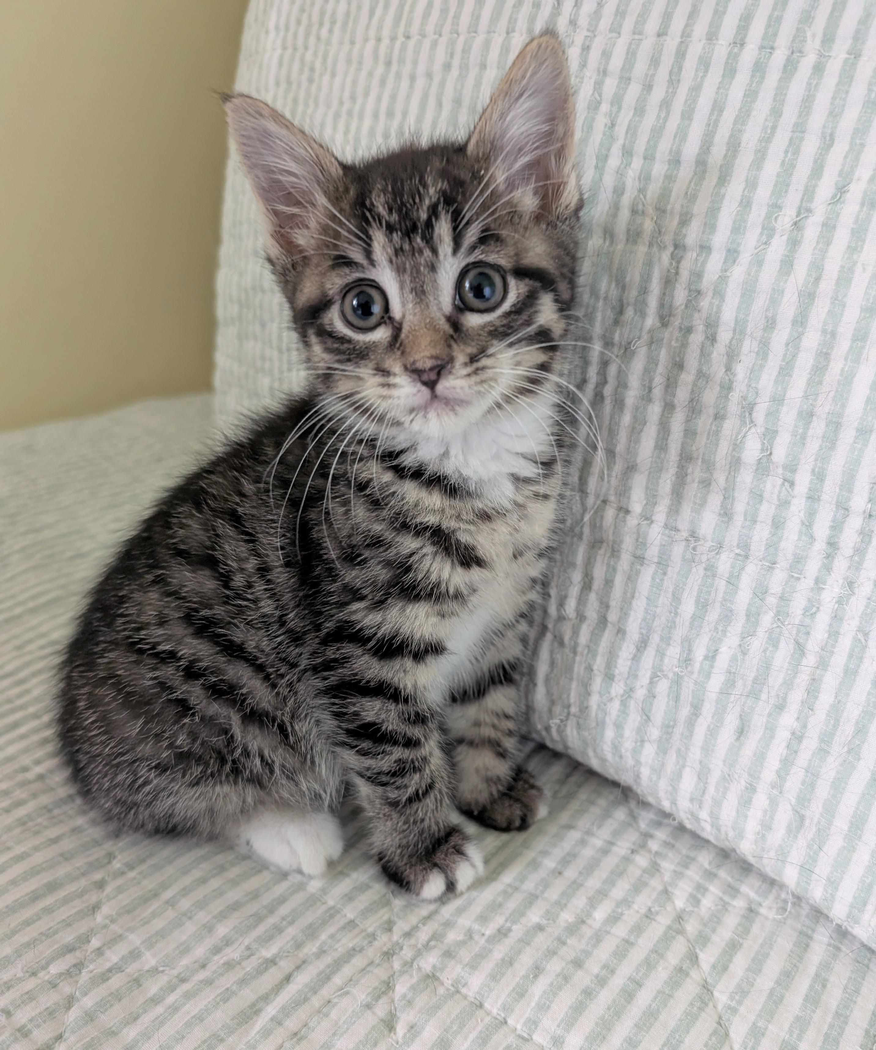 Enlarge Shaila, a ADOPTABLE American Shorthair in Rochester, NY image 1/3