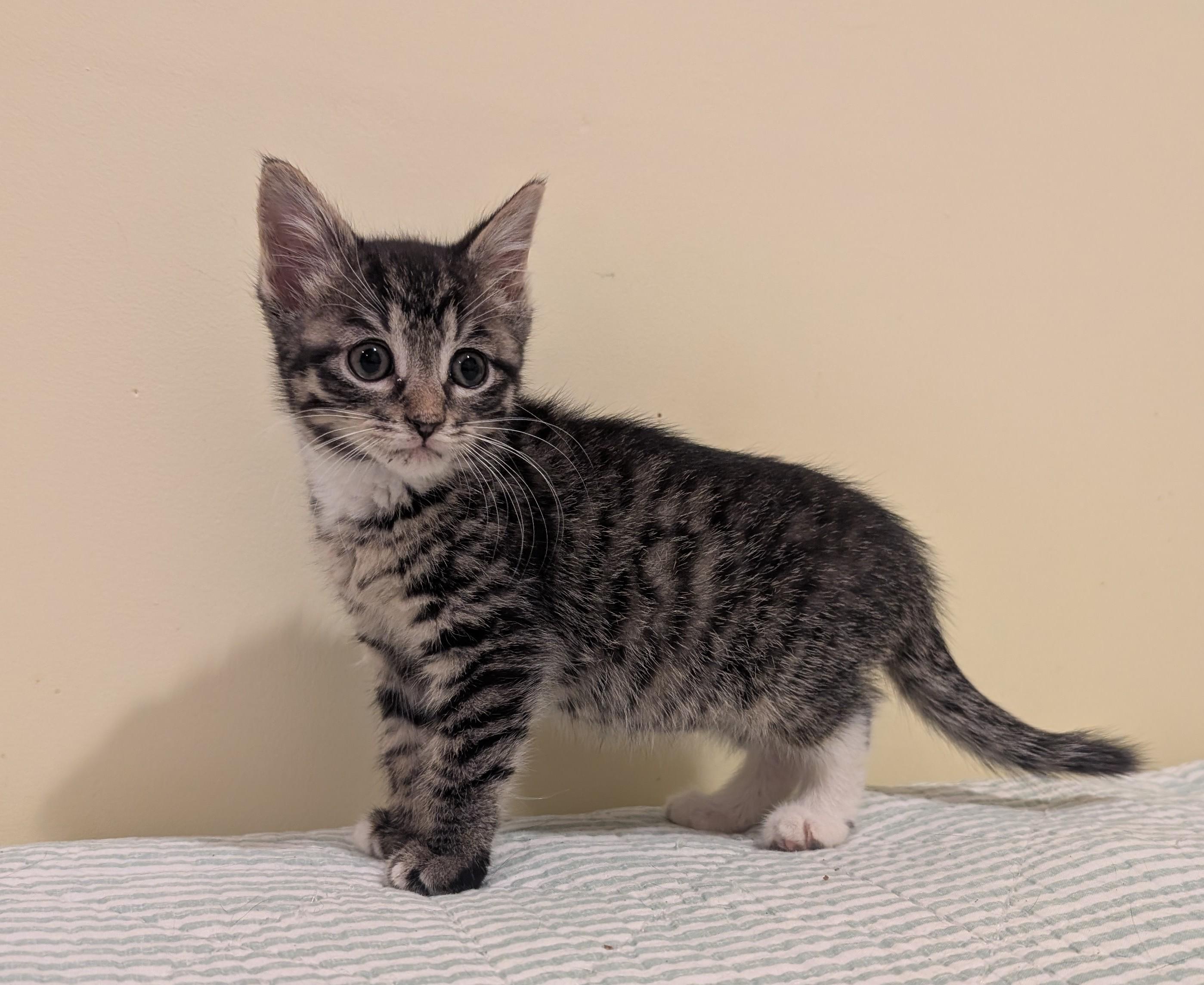 Enlarge Shaila, a ADOPTABLE American Shorthair in Rochester, NY image 3/3