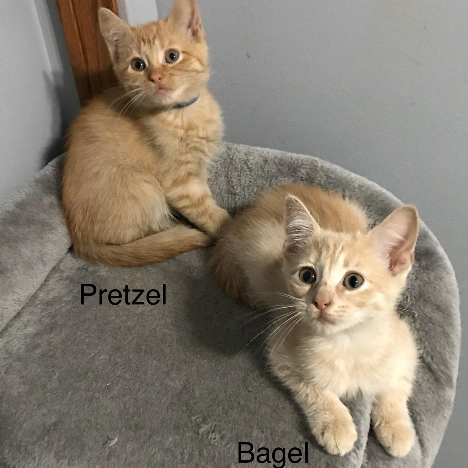 Cat for adoption Bagel & Pretzel (BONDED PAIR), a Tabby & Domestic