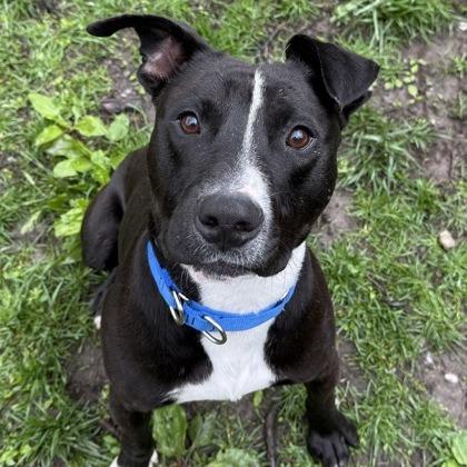 Tyson, a Adoptable mixed breed in Indianapolis, IN image 1/4