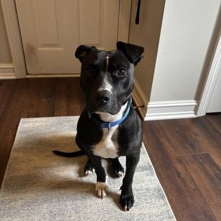 Tyson — thumbnail 2