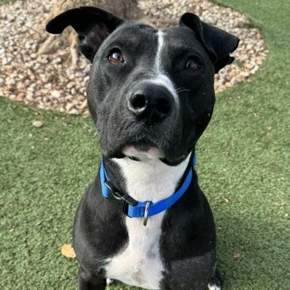 Tyson, a Adoptable mixed breed in Indianapolis, IN image 3/4