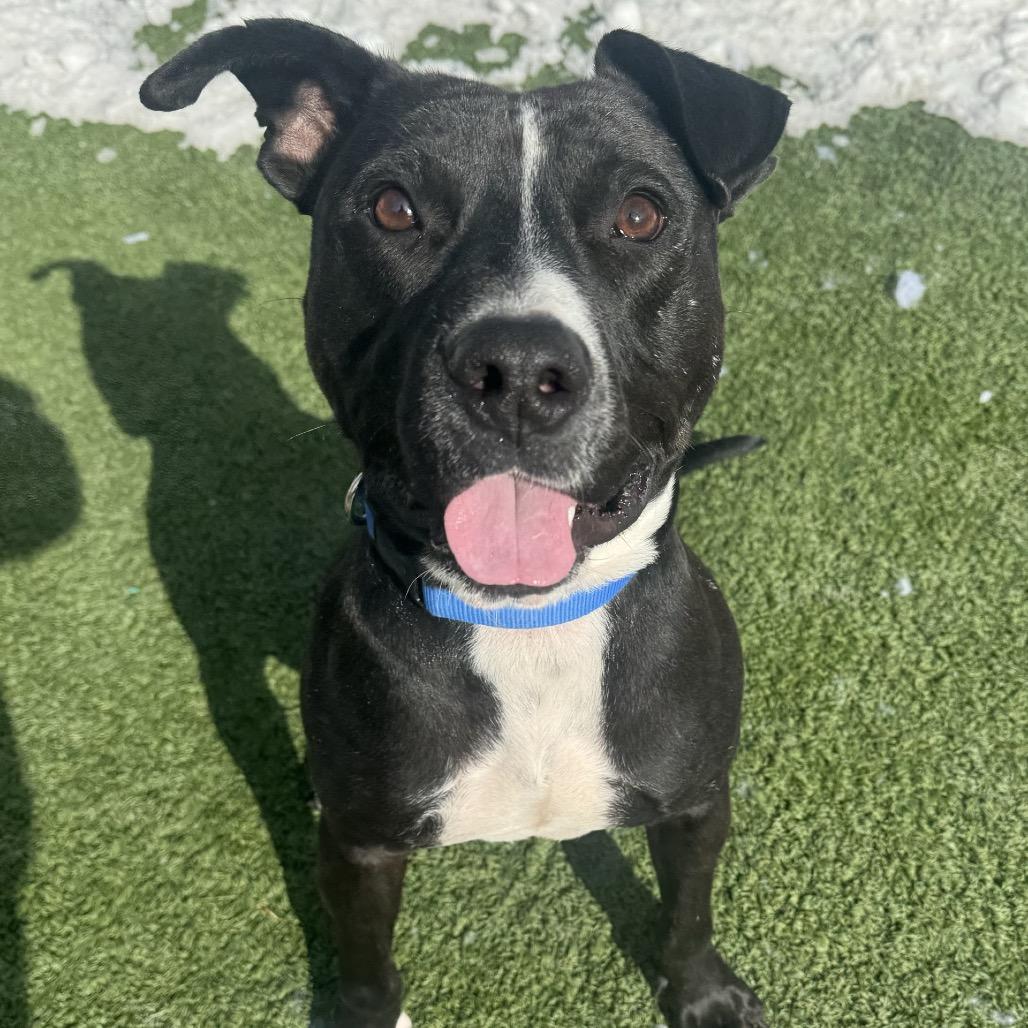 Tyson — thumbnail 4